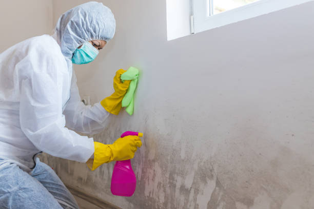 Westbrook, ME Mold Removal Company